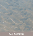 soft_substrate